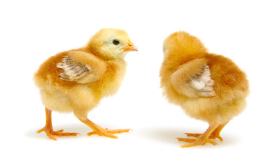 cute little newborn chickens