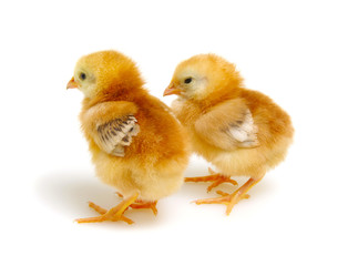 Chicks isolated on white