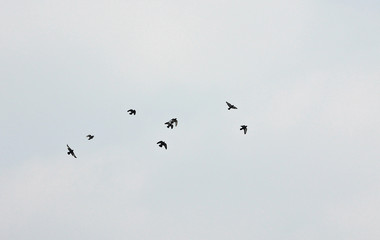 하늘을 날으는 새