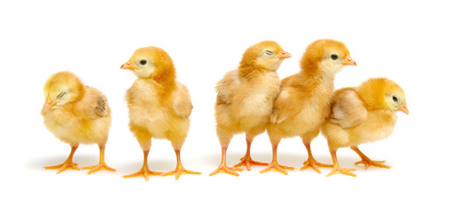  little newborn chickens isolated on white background