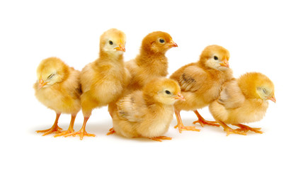 Chicks isolated on white