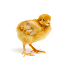 Chicks isolated on white