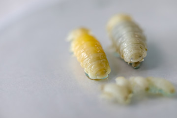 Naklejka premium Isopoda (class Crustacea), Isopods live in the sea, in fresh water, Isopods have a chitinous exoskeleton and jointed limbs for education in Lab.