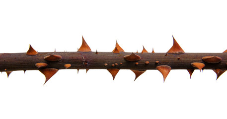  stem roses with thorns isolated on white