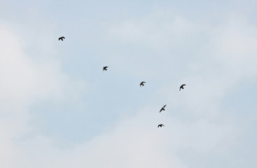 하늘을 날으는 새