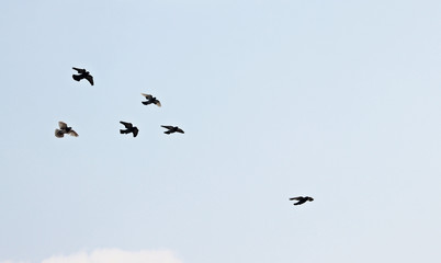 하늘을 날으는 새