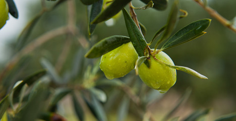Green Olives