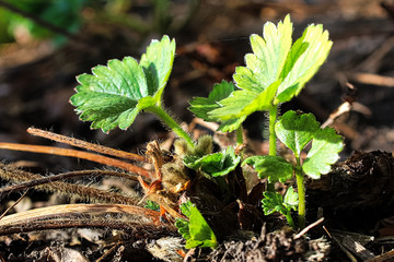 The new growth of green strawberry leaves in the spring