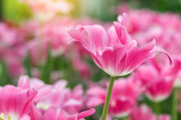 Fototapeta na wymiar Pink tulips flower blooming blossom with sunshine morning in the botanic garden.