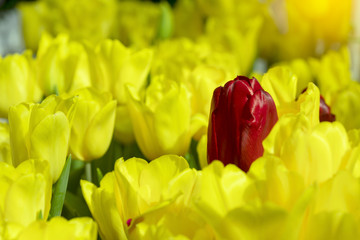 Yellow and Red tulips flower blooming blossom with sunshine morning in the botanic garden.