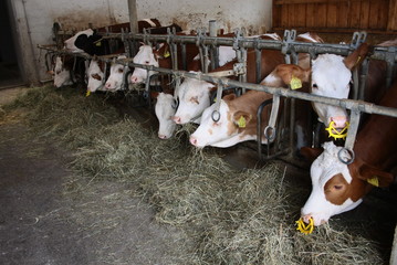 Kuhstall