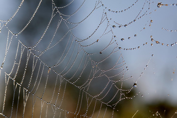Maytina on the tree. Water drops of dew on a spider web. Predator in anticipation of prey