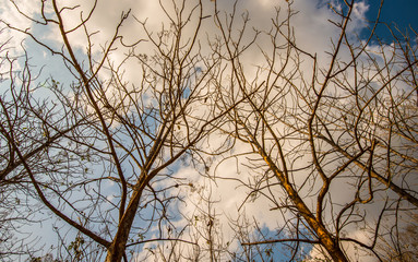 Wild teak trees grown.2