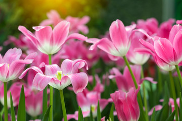 Pink tulips flower blooming blossom with sunshine morning in the botanic garden.