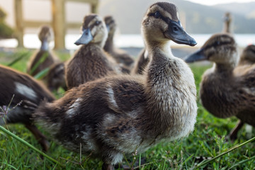 Group of ducklings, one prominent in the foreground
