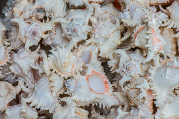 Home Decoration Items from Shell 2