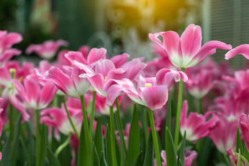 Pink tulips flower blooming blossom with sunshine morning in the botanic garden.