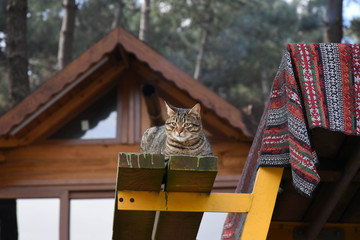 Naklejka premium cat on a bench with rug. wooden structure in the background