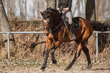 Galopp auf dem Reitplatz