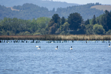 flock of swans in the lake