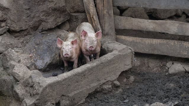 Obrajillo Canta Peru Andes. Village. Pigs in stable