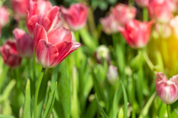 Pink tulips flower blooming blossom with sunshine morning in the botanic garden.