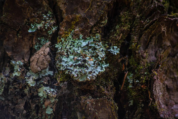 fungus on a tree
