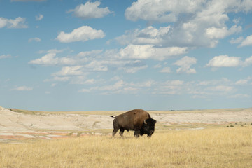 Buffalo grazing in South Dakota grassland © megan