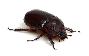 Beetle isolated on white