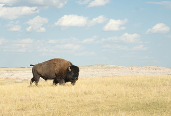 Buffalo grazing in South Dakota grassland