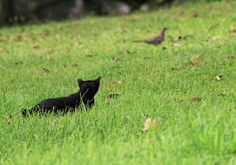 Cat stalking pigeon