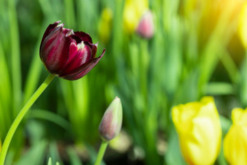 Violet tulips flower blooming blossom with sunshine morning in the botanic garden.