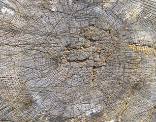 Fototapeta premium ring in the wood