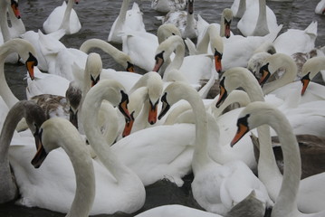 Obraz premium Schwäne