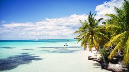 Obraz na płótnie Canvas tropical beach with palm trees, Saona, Dominican Republic 