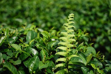 green fern in the forest
