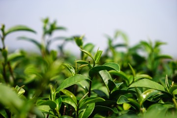 fresh parsley on white background