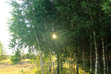 birch grove and the sun. Spring. Summer