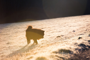 Fototapeta premium Hund im Sonnenaufgang auf einer Wiese