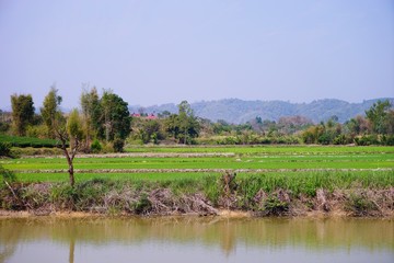 Fototapeta na wymiar landscape with pond and trees