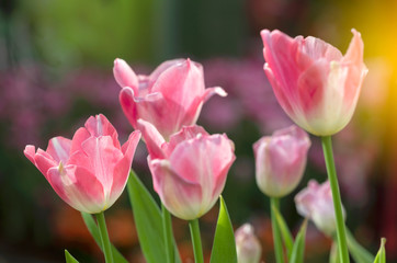 Pink tulips flower blooming blossom with sunshine morning in the botanic garden.