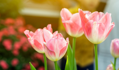 Pink tulips flower blooming blossom with sunshine morning in the botanic garden.