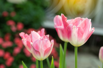 Pink tulips flower blooming blossom with sunshine morning in the botanic garden.