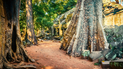 Ta Prohm temple panorama. Siem Reap. Cambodia