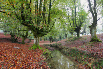 Otzarreta beech forest, Basque Country, Spain
