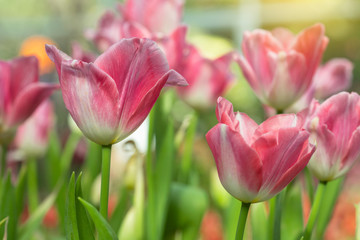 Pink tulips flower blooming blossom with sunshine morning in the botanic garden.