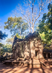 Fototapeta na wymiar Ta Prohm temple. Siem Reap. Cambodia
