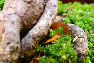 ケヤキの根と落ち葉