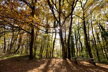 Picture of wooden bench in forest on sunlight