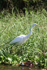Wading Bird